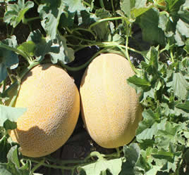 BALHAN F1 KAVUN TOHUMU