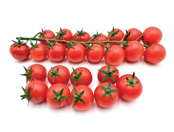 ŞENLİK F1 DOMATES TOHUMU