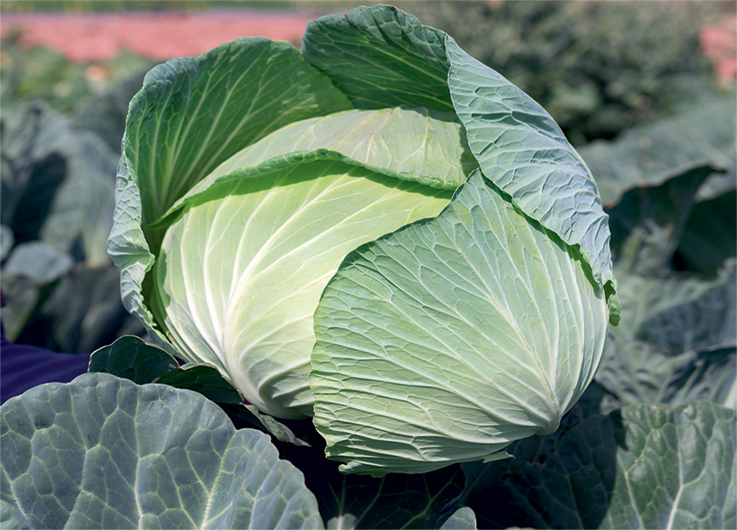 TAMARINDO F1 BEYAZ LAHANA TOHUMU