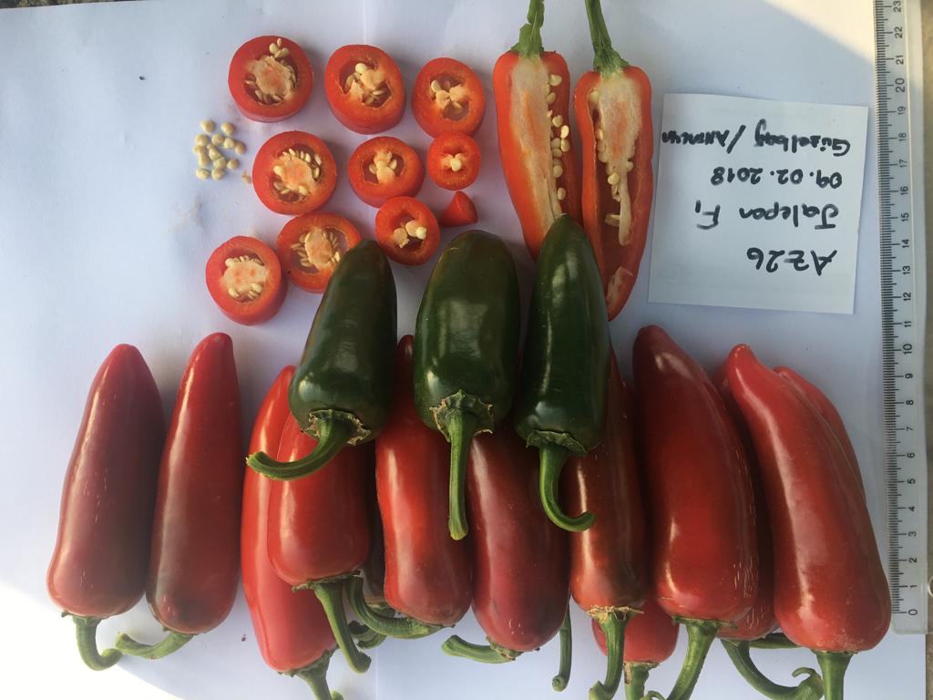 A-Z 26 JALOPONE BİBER