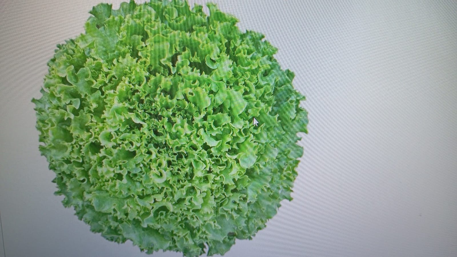 VAİDOSA Segment:Kıvırcık