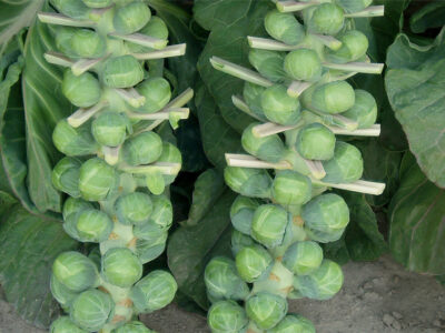 DIVINO BRÜKSEL LAHANA TOHUMU