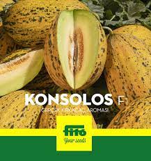 KONSOLOS F1 KAVUN TOHUMU
