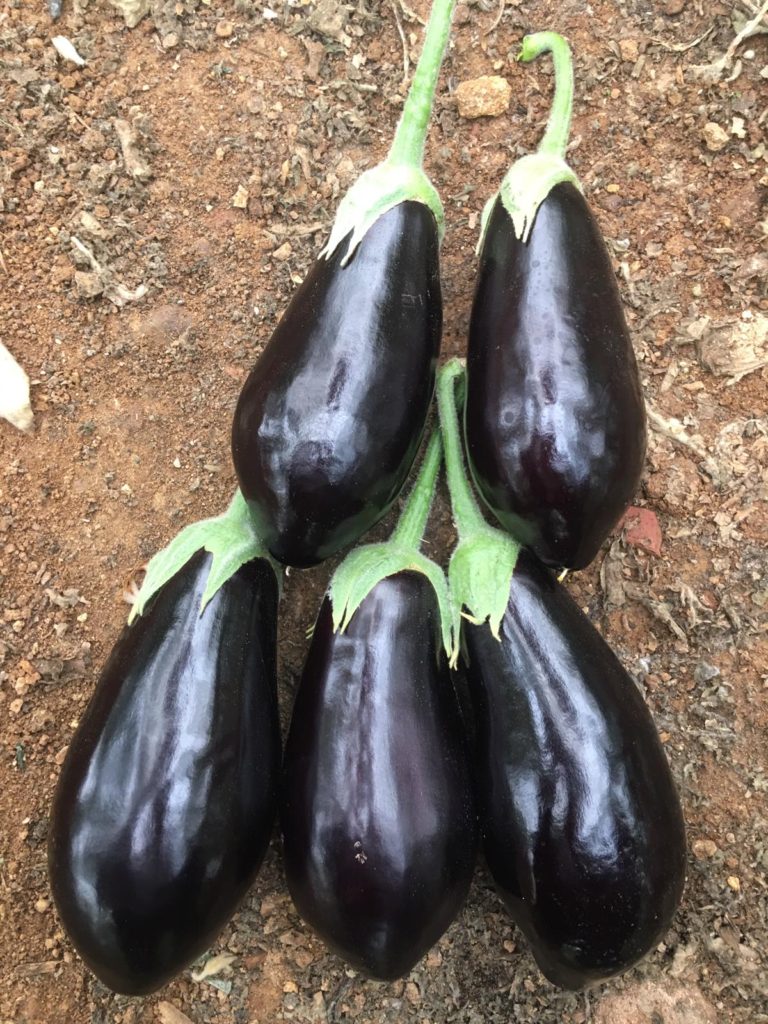 A-Z 60 F1 PATLICAN(YARI TOPAN)