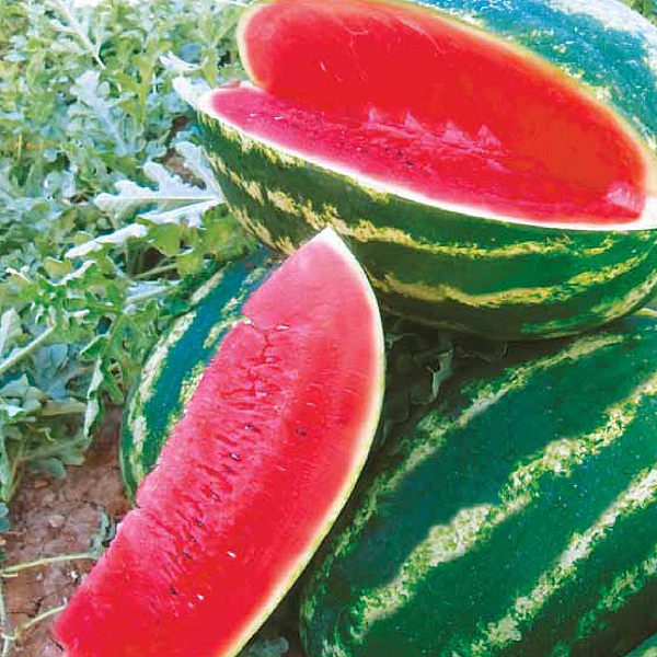 UZUNYOL F1 CR SWEET TİPİ KARPUZ TOHUMU