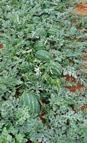 DAMPER F1 KARPUZ TOHUMU