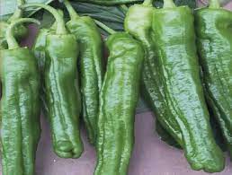 NEVA F1 ÜÇBURUN BİBER TOHUMU