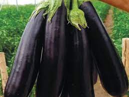 FERİT F1 PATLICAN TOHUMU