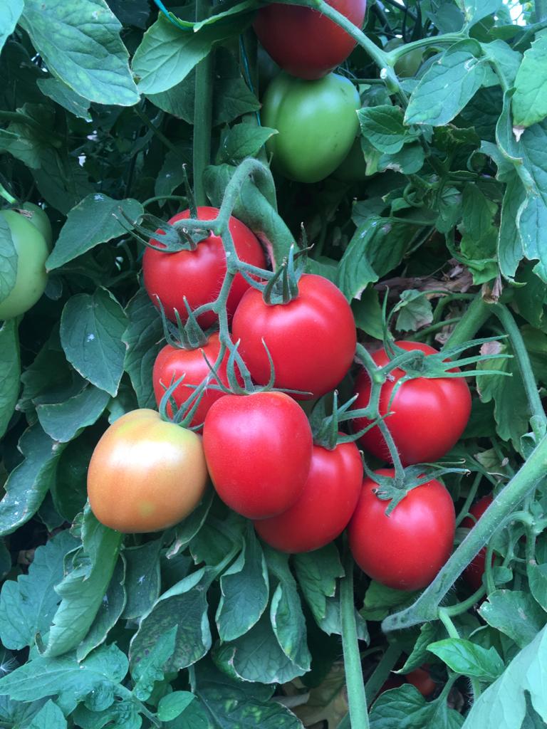 ZİYNET F1-SANAYİ DOMATESİ