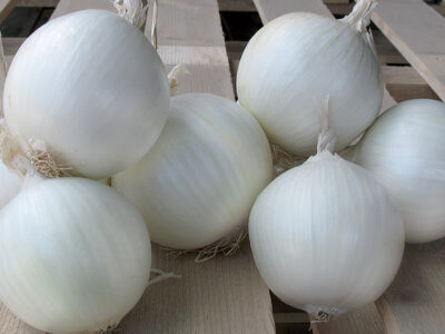 SNOWPACK F1 BEYAZ SOĞAN TOHUM-KURUTMALIK