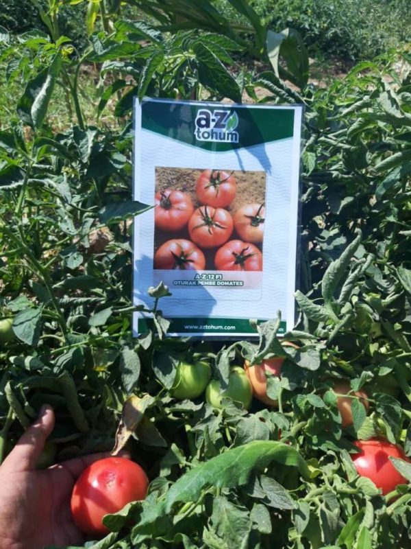 NESLİŞAH F1 PEMBE DOMATES
