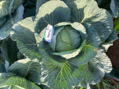 YAMAN 077 F1 BEYAZ LAHANA TOHUMU