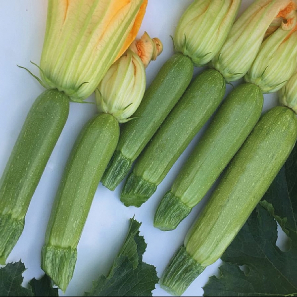 BEYDA F1 KABAK TOHUMU